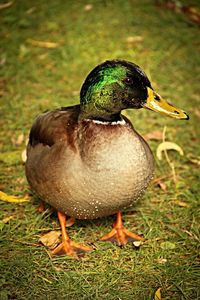 Close-up of animals on grassy field