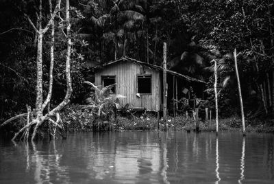 Trees by water