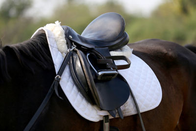 View of horse riding
