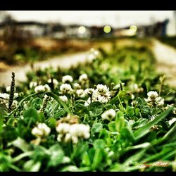 Close-up of white flowers blooming in field