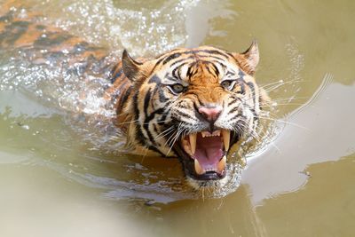 Tiger in a pool