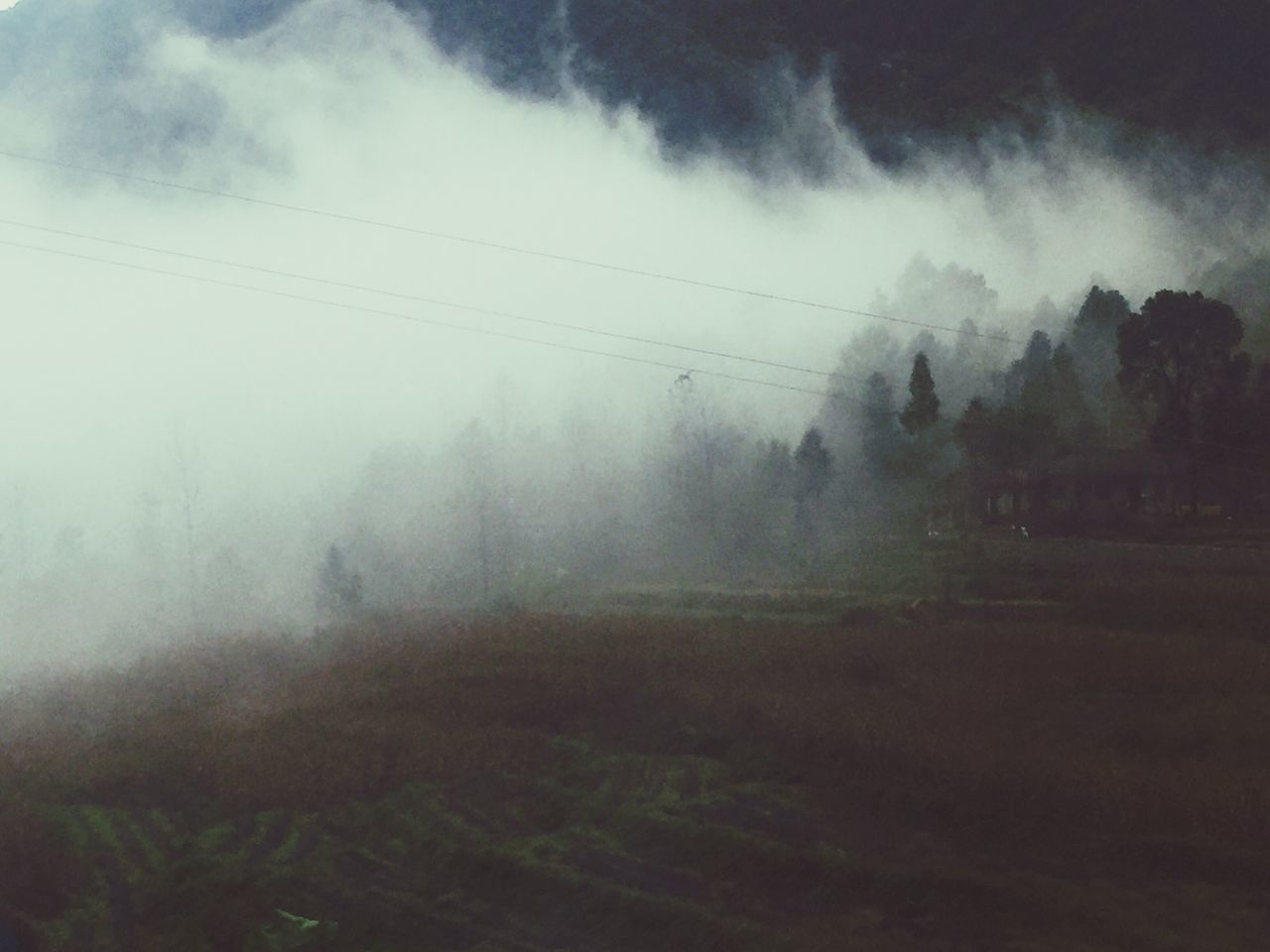 fog, landscape, tranquility, tranquil scene, tree, foggy, sky, field, nature, weather, scenics, beauty in nature, power line, non-urban scene, electricity pylon, rural scene, cloud - sky, growth, outdoors, day