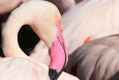 Grater flamingo - close-up of the head of grater flamingo