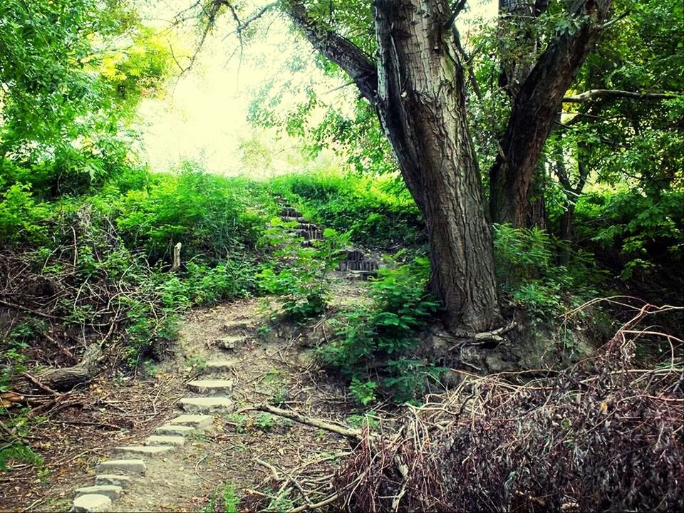 tree, forest, growth, tranquility, plant, tree trunk, nature, woodland, tranquil scene, branch, green color, day, outdoors, beauty in nature, grass, no people, non-urban scene, landscape, the way forward, footpath