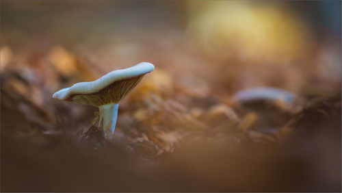 Close-up of mushroom