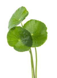 Close-up of fresh green leaf against white background