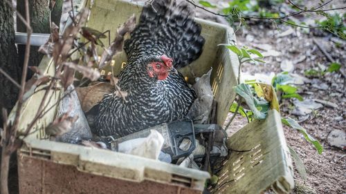Bird perching on a tree