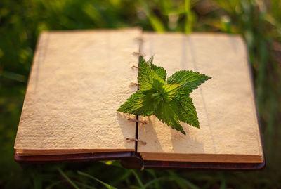 High angle view of leaves on table in field