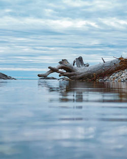 Surface level of driftwood in sea against sky