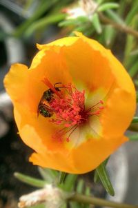 Close-up of yellow flower