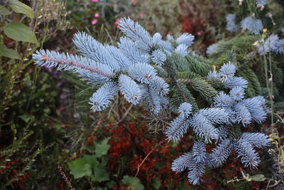 Close-up of pine tree during winter