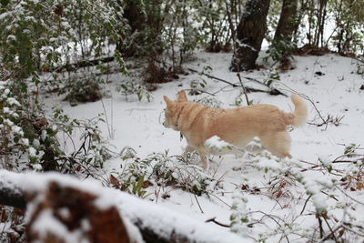 White dog navigating through snowy ground