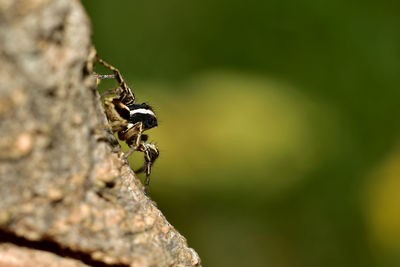 Close-up of spider on rock