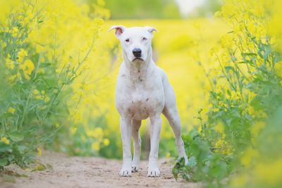 Portrait of dog standing on yellow flower