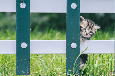 Portrait of a cat