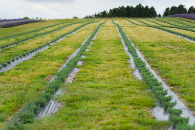 Scenic view of agricultural field against sky