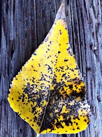 Close-up of yellow leaf