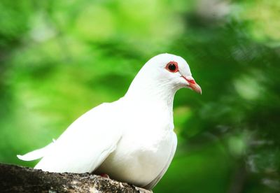 Close-up of bird perching outdoors