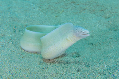 Close-up of turtle in sea