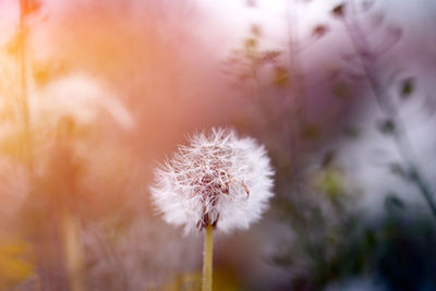 Close-up of dandelion flower