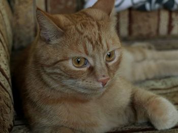 Portrait of ginger cat