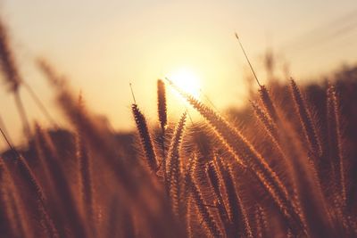 Close-up of stalks in field against sunset sky