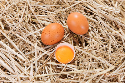 Close-up of fresh eggs in grass