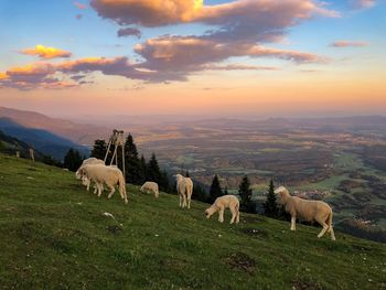 Sheep grazing in field against sky during sunset