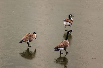 Ducks swimming on lake