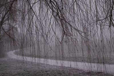 View of bare trees in foggy weather