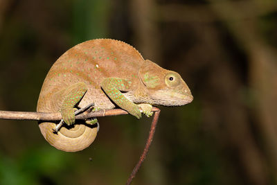 Close-up of lizard on branch