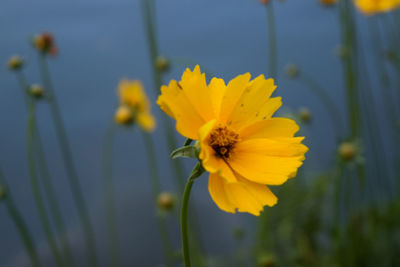 Close-up of yellow cosmos flower