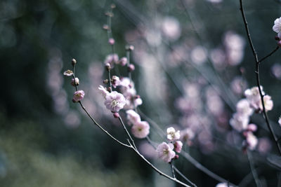 Close-up of apple blossoms in spring
