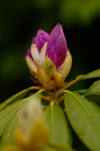 Close-up of flower blooming outdoors