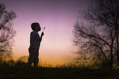 Little boy blowing dandelion silohette warm summer night sunset trees