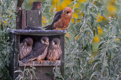 Birds perching on birdhouse