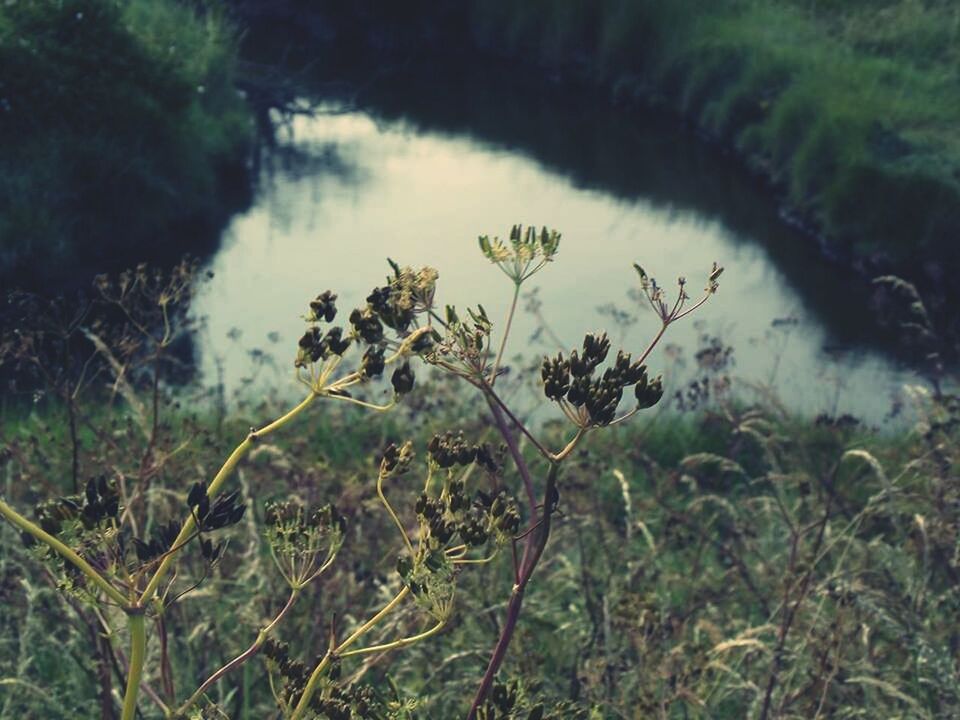 plant, growth, nature, grass, green color, stem, tranquility, field, growing, close-up, water, focus on foreground, beauty in nature, day, leaf, outdoors, flower, selective focus, no people, high angle view