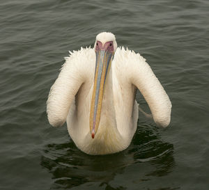 Close-up of swan swimming in lake