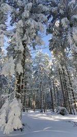 Snow covered pine trees in winter