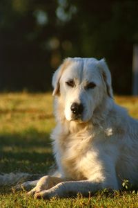 Dog looking on field