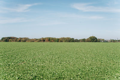 Scenic view of agricultural field against sky