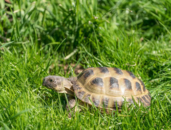Close-up of a turtle on grass