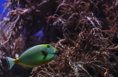 Close-up side view of naso tang fish in water