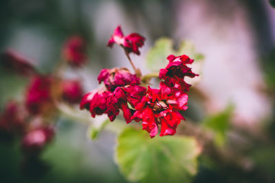 Close-up of red flowering plant