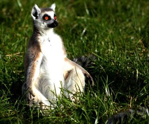 Close-up of lemur sitting on grassy field