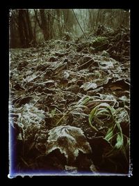 Close-up of leaf in forest