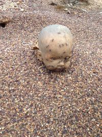 Close-up of crab on sand