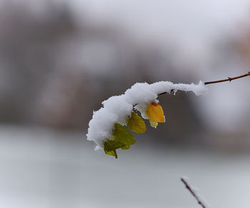 Close-up of snow on leaf during winter