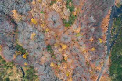 Full frame shot of autumn trees in forest