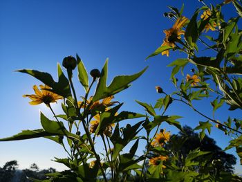 Low angle view of flowering plant against blue sky